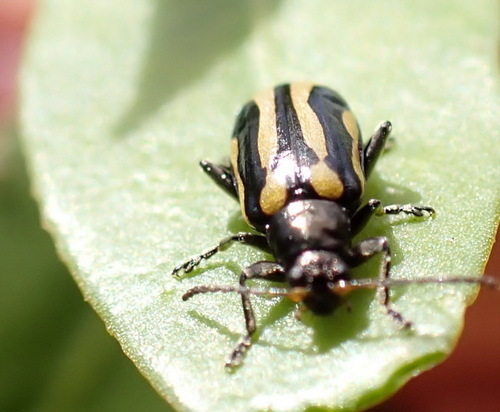 Alligatorweed Flea Beetle photo 4