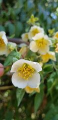 Philadelphus mexicanus