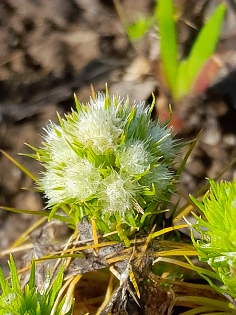 Syngonanthus cuyabensis