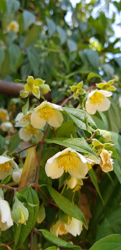Philadelphus mexicanus, photograph 5