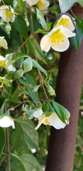 Philadelphus mexicanus