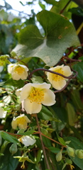 Philadelphus mexicanus