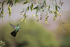 Colibri coruscans