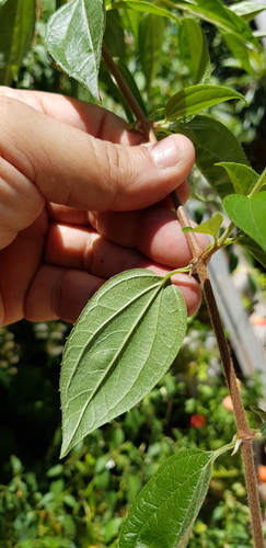 Philadelphus mexicanus, photograph 6