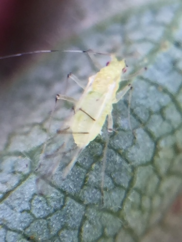 Yellow Dark-veined Birch Aphid