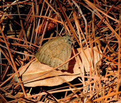 Pindis squamistriga