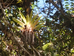 Tillandsia biflora