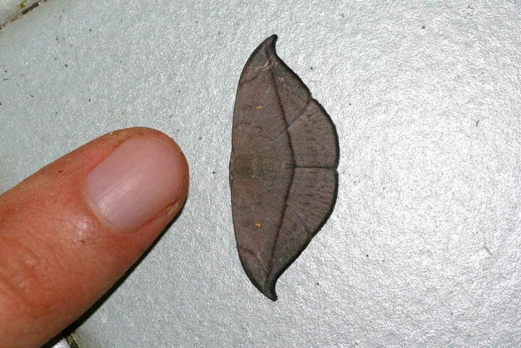 Albara