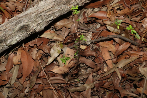 Image of Hibbertia diffusa by (c) Greg Tasney, some rights reserved (CC BY-SA)