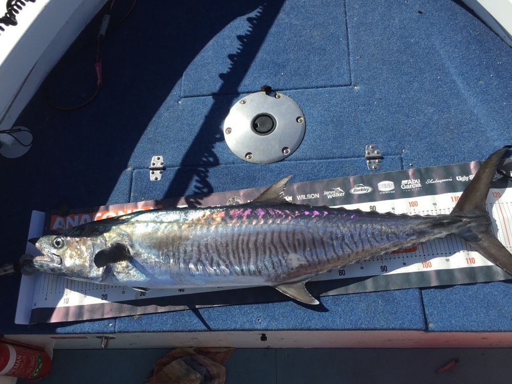 Narrowbanded Spanish Mackerel from Coral Sea, Dunk, QLD, AU on March