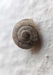 Backeljaia gigaxii