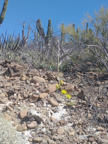 Agave cerulata (Agave cerulata)