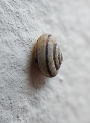 Backeljaia gigaxii