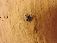 Pseudodyscrasis scutellaris