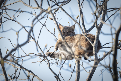 Bobcat photographed in Tennessee