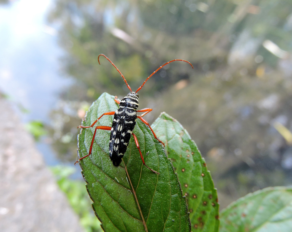 Kiawe Round-headed Borer from Huasca de Ocampo, Hgo., México on April ...