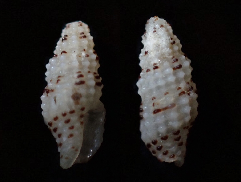 Steironepion moniliferum