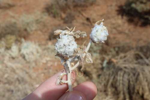 Image of Dissocarpus paradoxus by (c) Thomas Mesaglio, some rights reserved (CC BY)