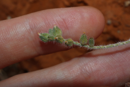 Image of Heliotropium supinum by (c) Thomas Mesaglio, some rights reserved (CC BY)
