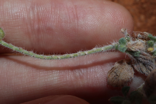 Image of Heliotropium supinum by (c) Thomas Mesaglio, some rights reserved (CC BY)