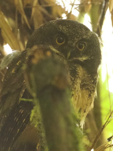 White-throated Screech Owl (Megascops albogularis), photo 8
