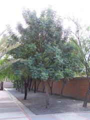 Angiospermae