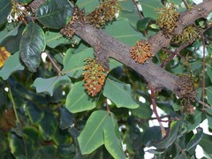 Angiospermae