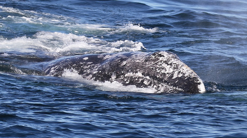 Grey Whale