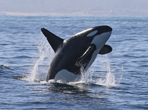 Orca photographed in California