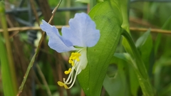 Commelina communis communis