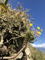Oxalis urubambensis