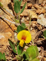 Zornia thymifolia