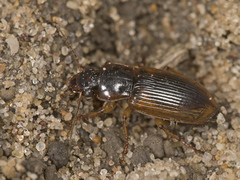 Anisodactylus discoideus