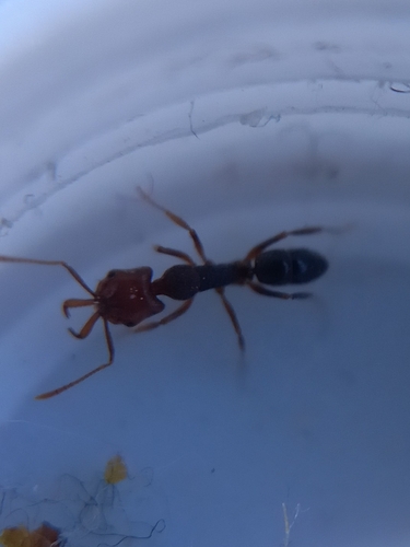 Anochetus validusAnochetus validus