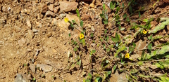 Zornia thymifolia