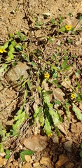 Zornia thymifolia