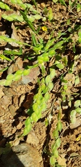 Zornia thymifolia