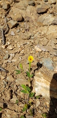 Zornia thymifolia