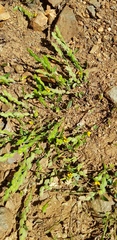Zornia thymifolia