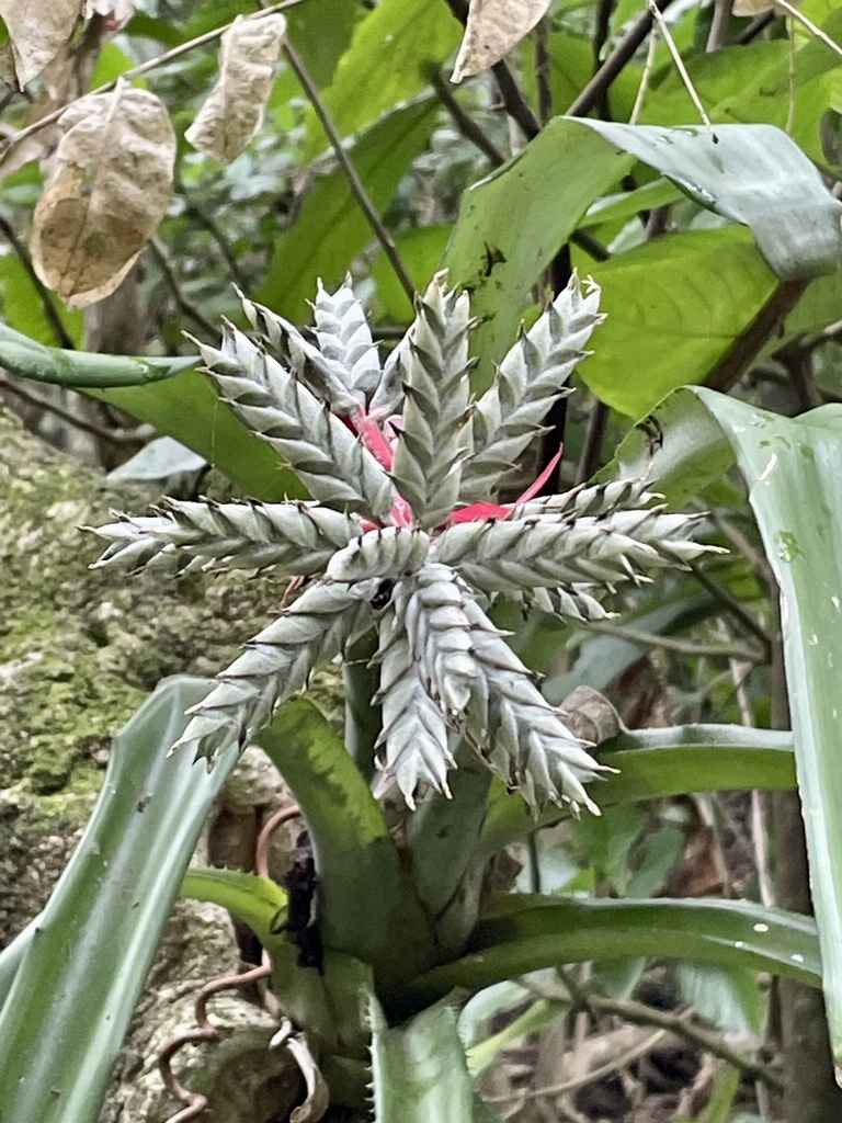 Aechmea pubescens (Aechmea pubescens)