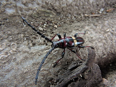 Lissonotus flavocinctus