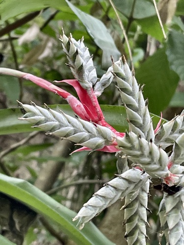 Aechmea pubescens, photograph 6