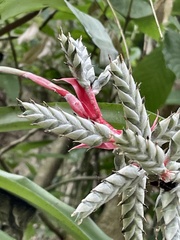 Aechmea pubescens, photograph author not stated, no rights reserved
