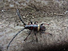 Lissonotus flavocinctus