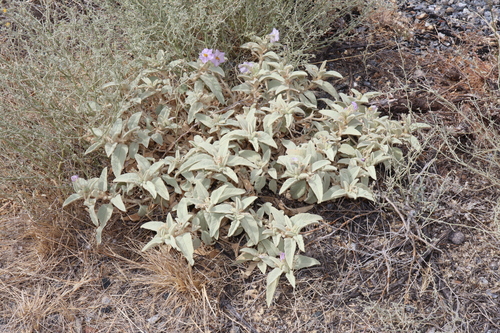 Image of Solanum lithophilum by (c) Thomas Mesaglio, some rights reserved (CC BY)