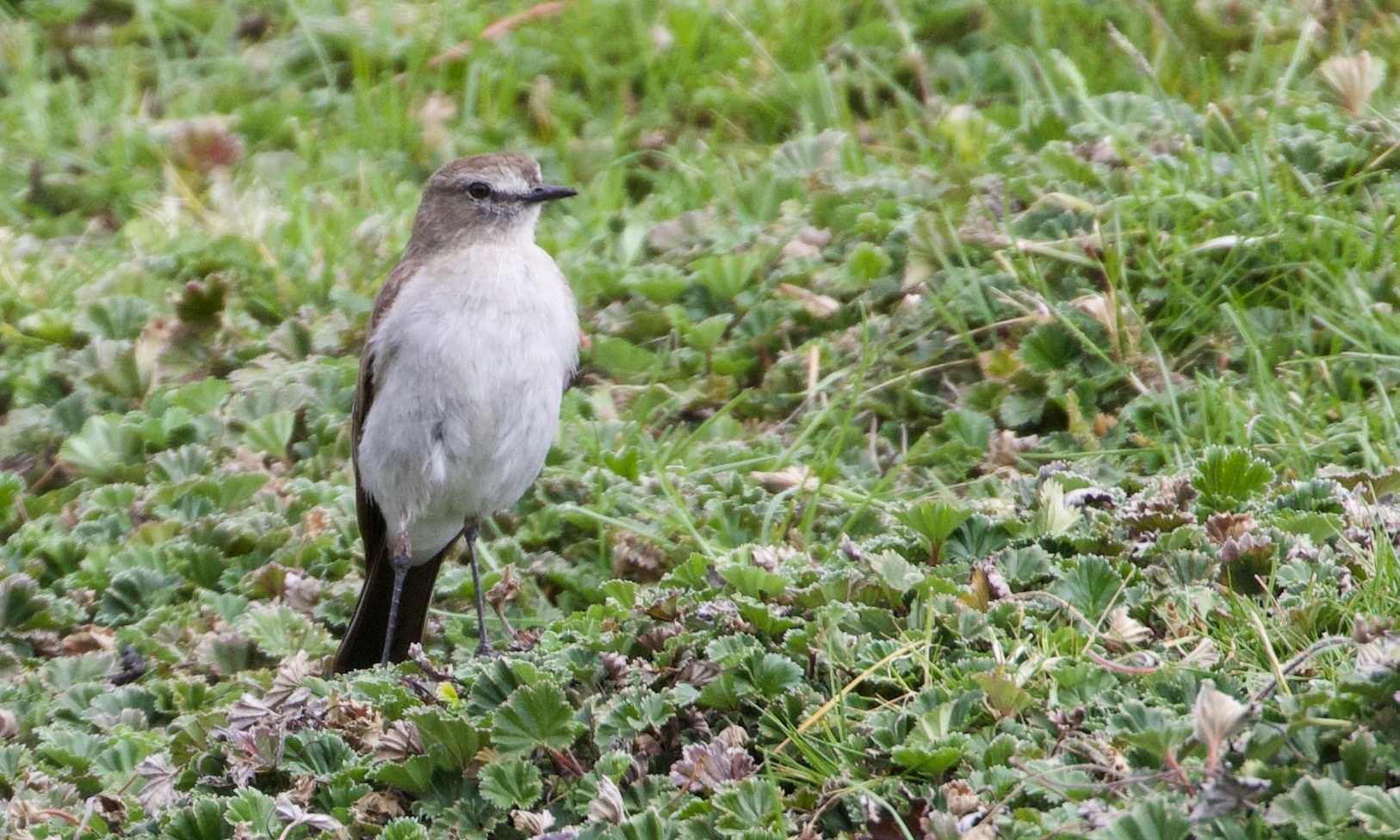 Paramo Ground Tyrant (Muscisaxicola alpinus), photo 6