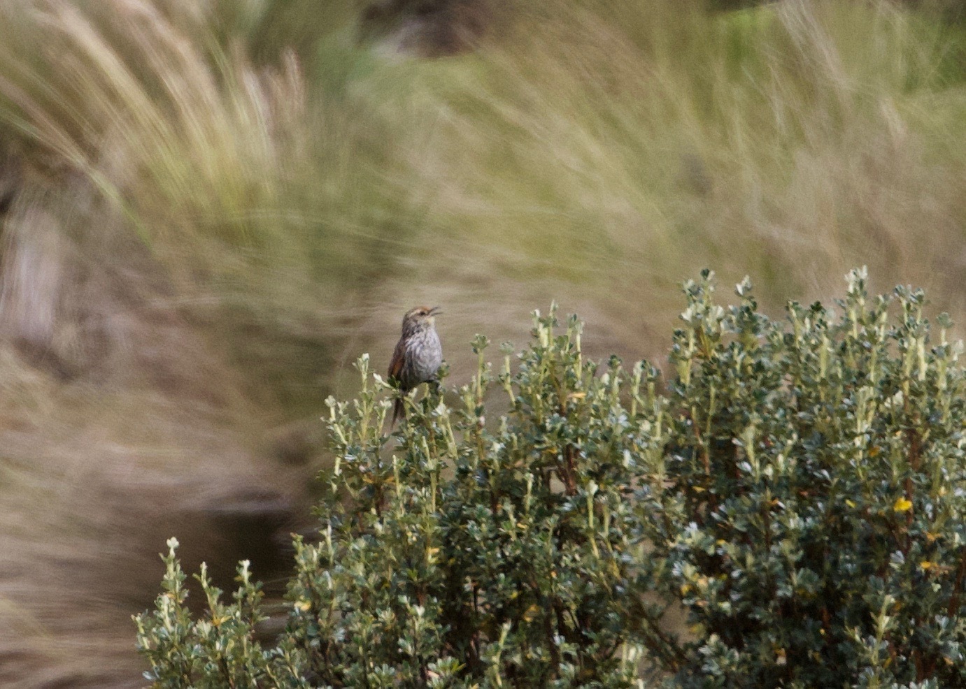 Many-striped Canastero (Asthenes flammulata), photo 3