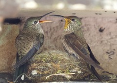 Ecuadorian Hillstar photo 5