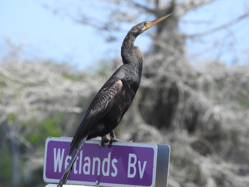 Anhinga perched upright on a post beside a tree