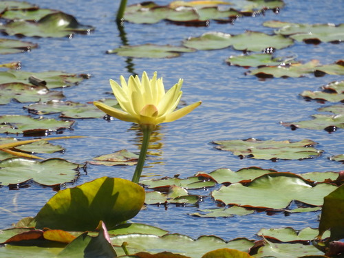 Nymphaea mexicana